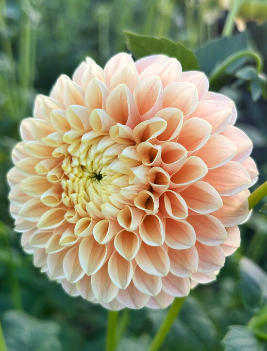 Dālija 'Sweet Suzanne'